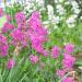 Perene: Lychnis viscaria Splendens , slika2